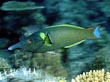 Green Bird Wrasse